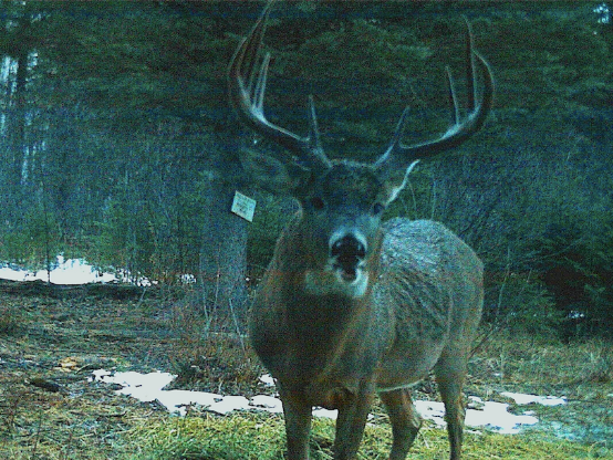 Whitetail deer with large antlers in the spring