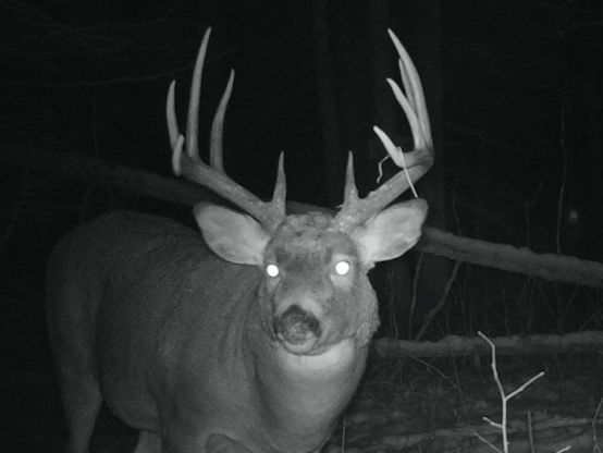 Whitetail deer photograph taken with night vision camera