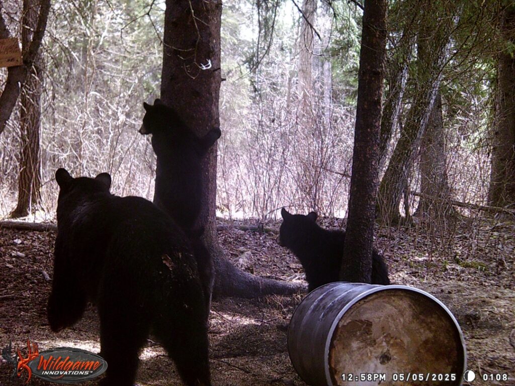 spring-black-bear-2025-saskatchewan-bqo-11