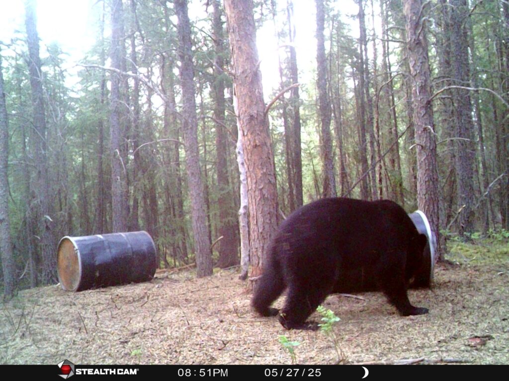 sk-black-bear-trophy-2025-week-III-trail-cam-2