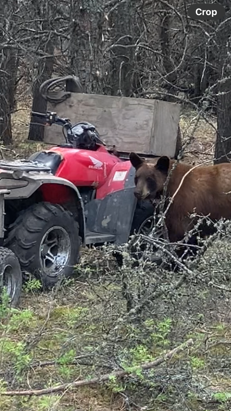 2026-spring-black-bear-stand-take-down-2